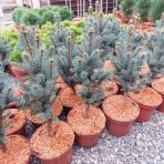 Smrek pichľavý (Picea pungens) ´ISELI FASTIGIATE´ - výška 40-50 cm, kont. C5L